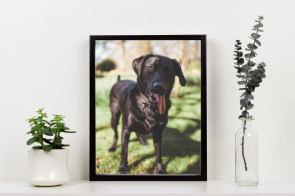 Framing Pet Portraits: Custom Frames for Your Furry Friends